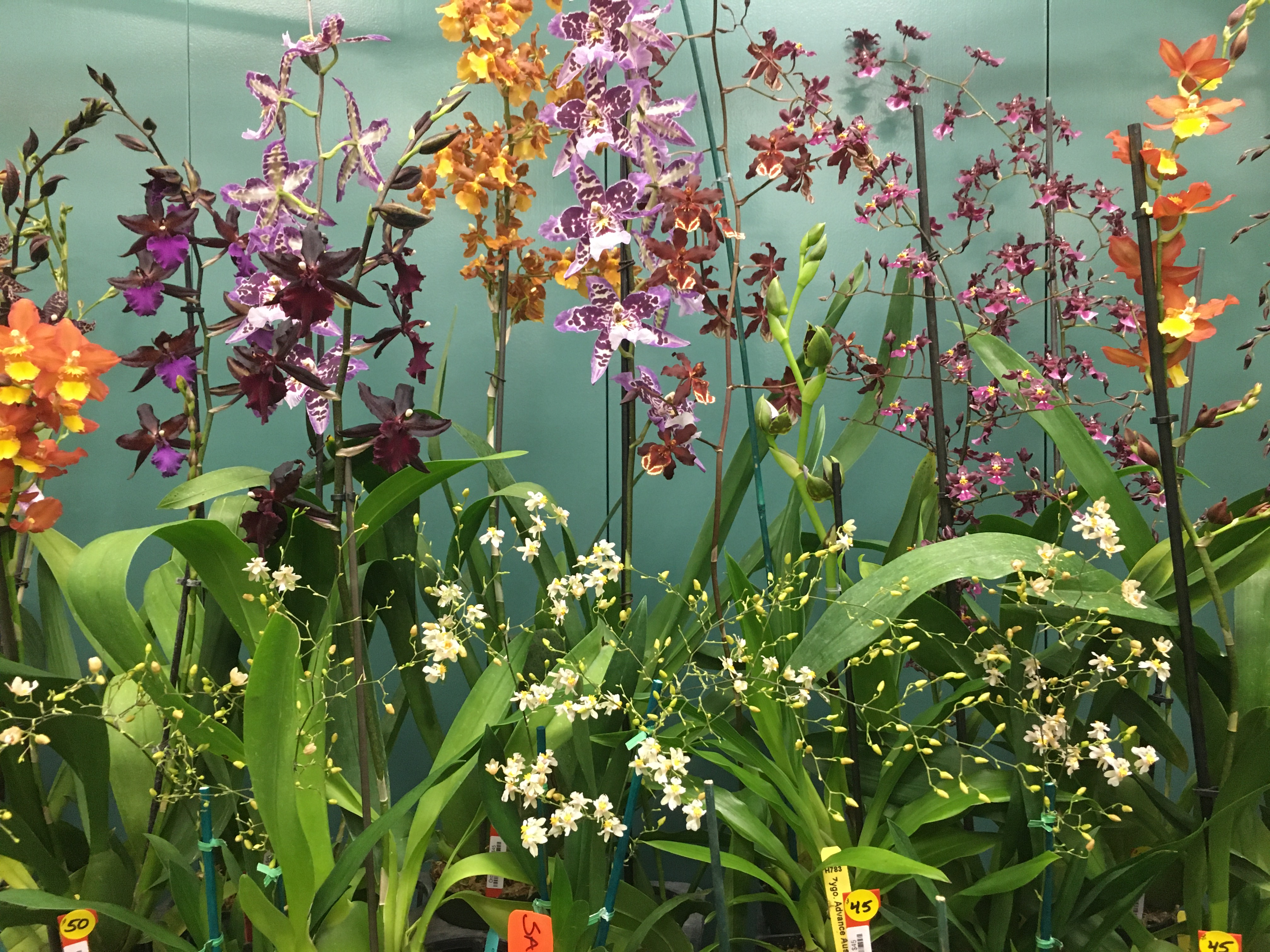 a luscious explosion of orchids in purple, orange, yellow, and white, mostly oncidiums, san diego orchid society sale 2021-10-30